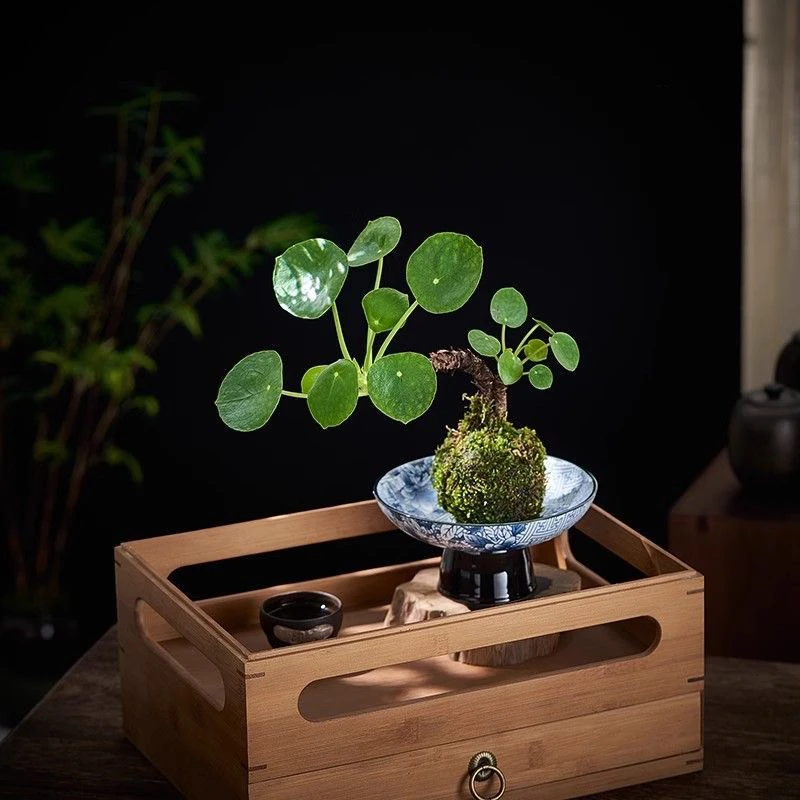 老桩镜面草苔藓球盆栽水培植物室内绿植花卉客厅茶几办公桌面摆件