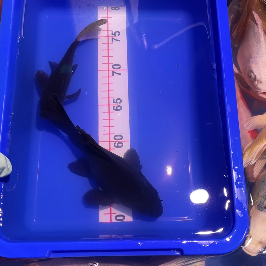 海水鱼观赏鱼精品