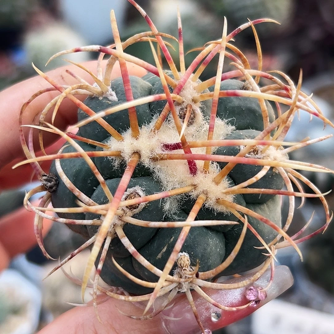 高木菲冠龙仙人球6666666666