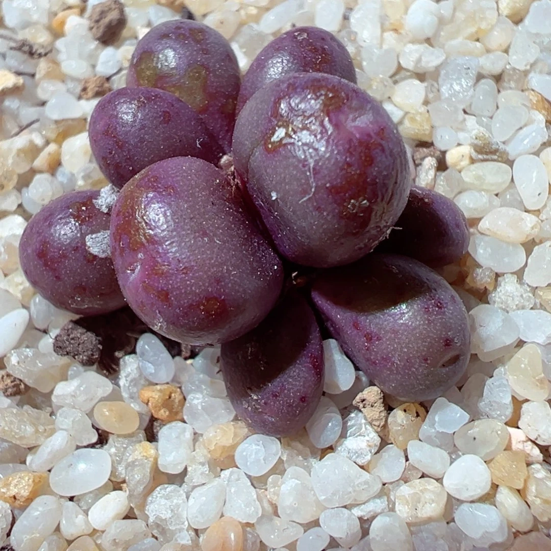 1229-294多肉多肉紫葡萄