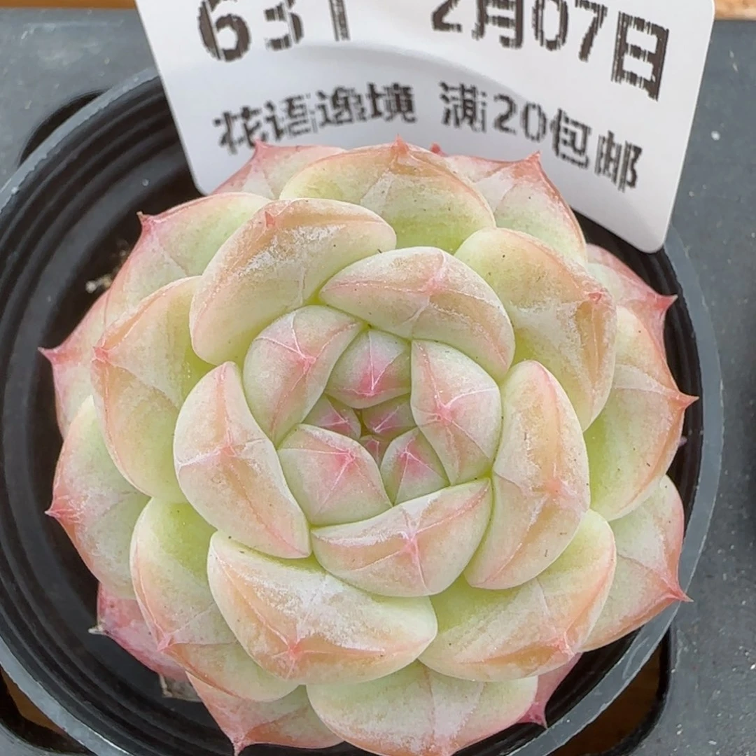 花语逸镜0207-631