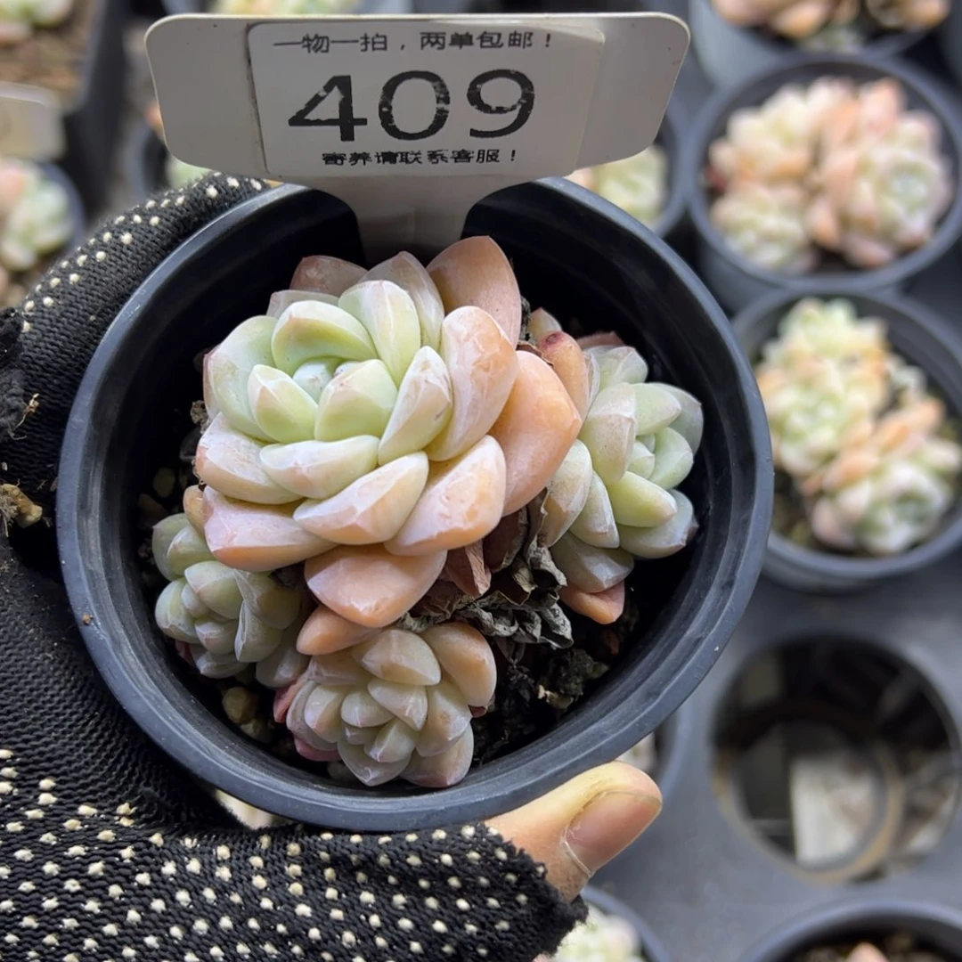 红陶碳*怪409号多肉植物