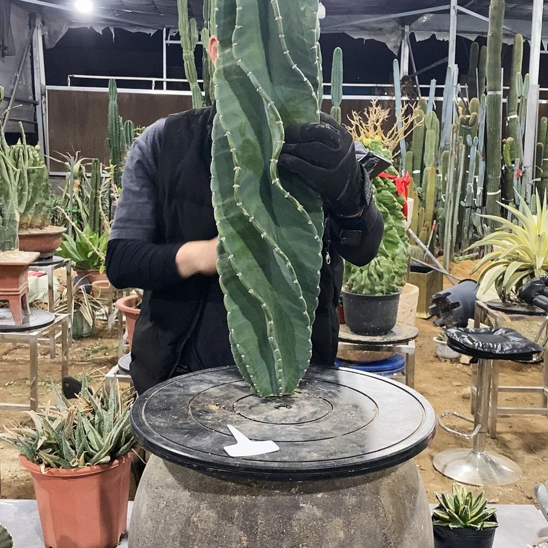 紫***啡2号拍品。