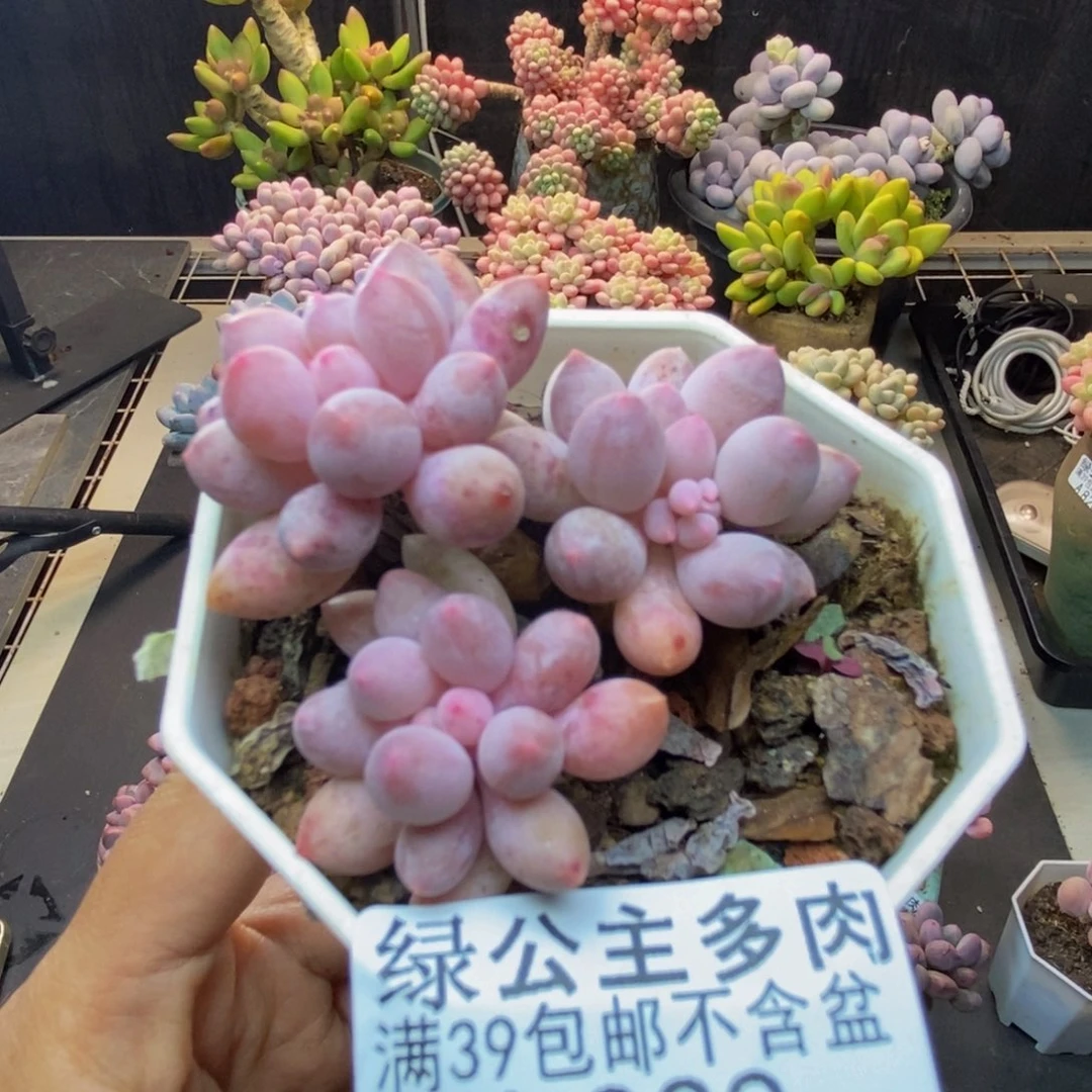 829婴儿手指多肉5c m