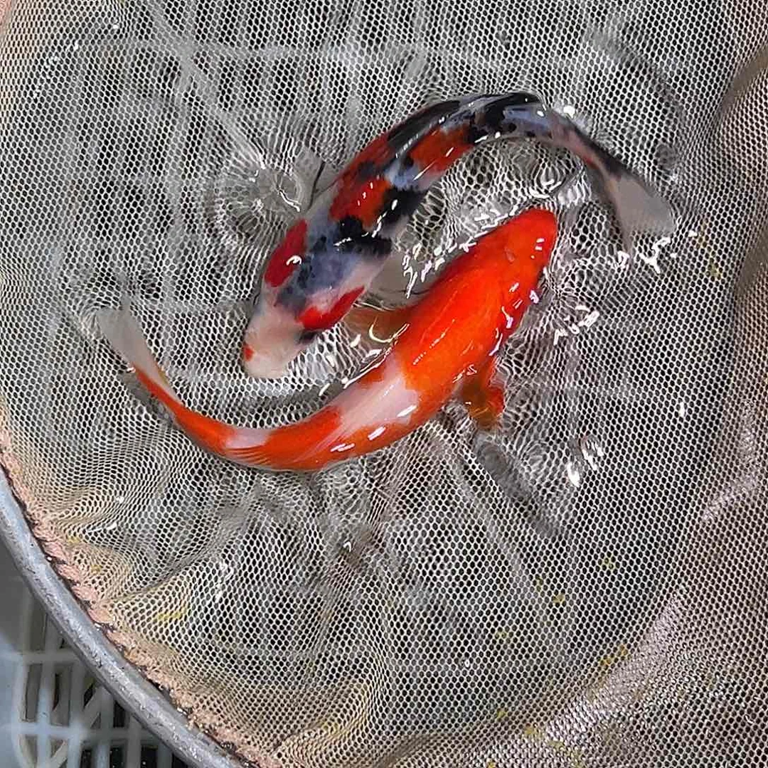 锦鲤锦鲤观赏鱼11111