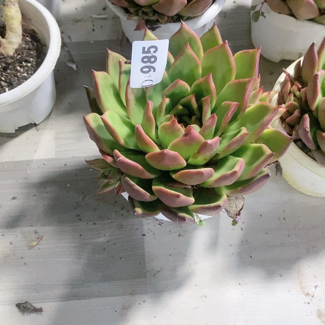 暖**?985弗兰克多肉植物