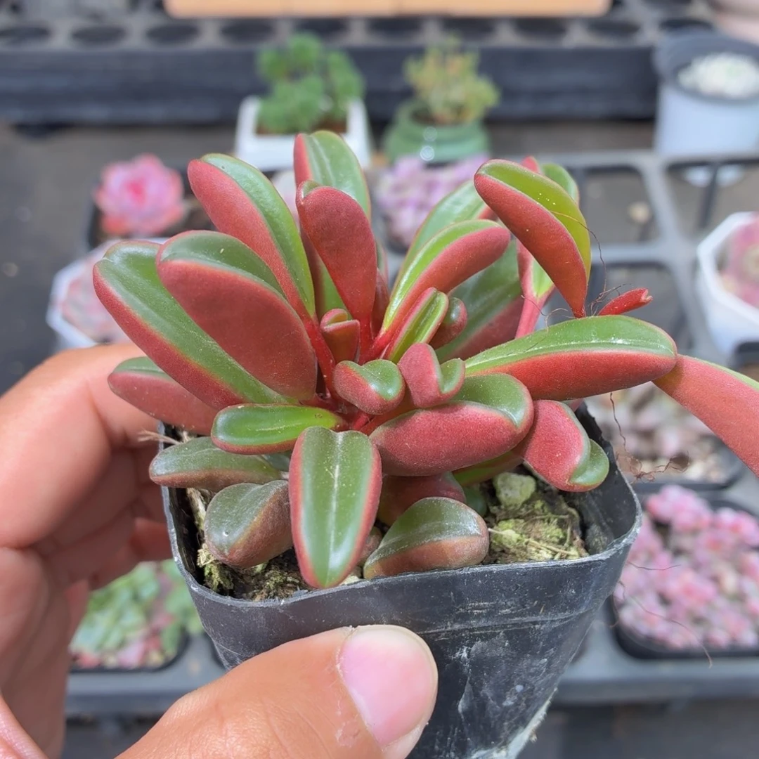 红背椒草多肉9.9包邮发货