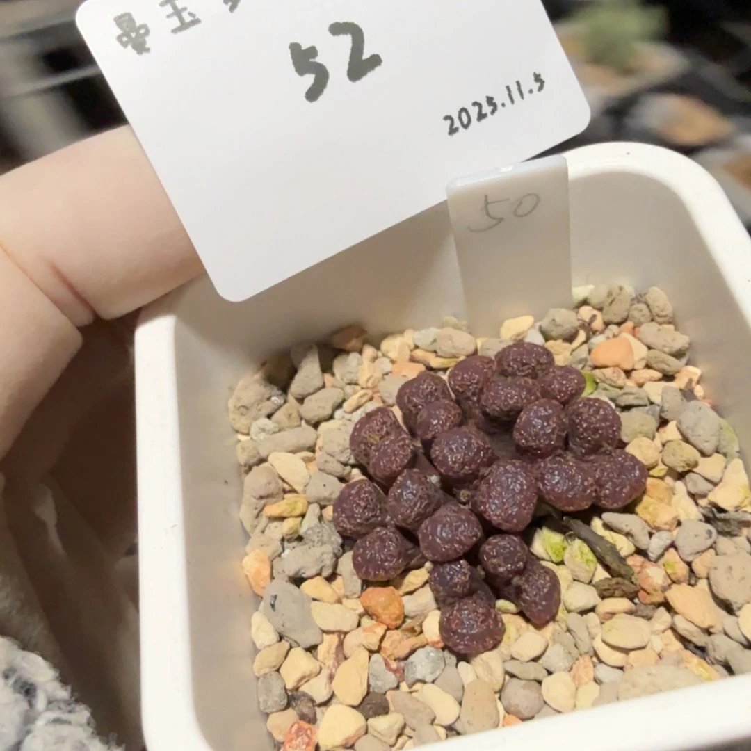 喜***刷多肉多肉多肉11.5-052