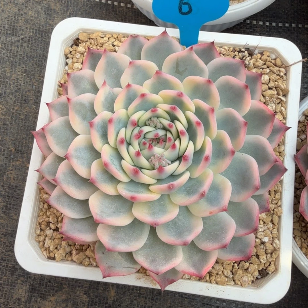 闹***闹吉娃娃锦锦双11福利特惠