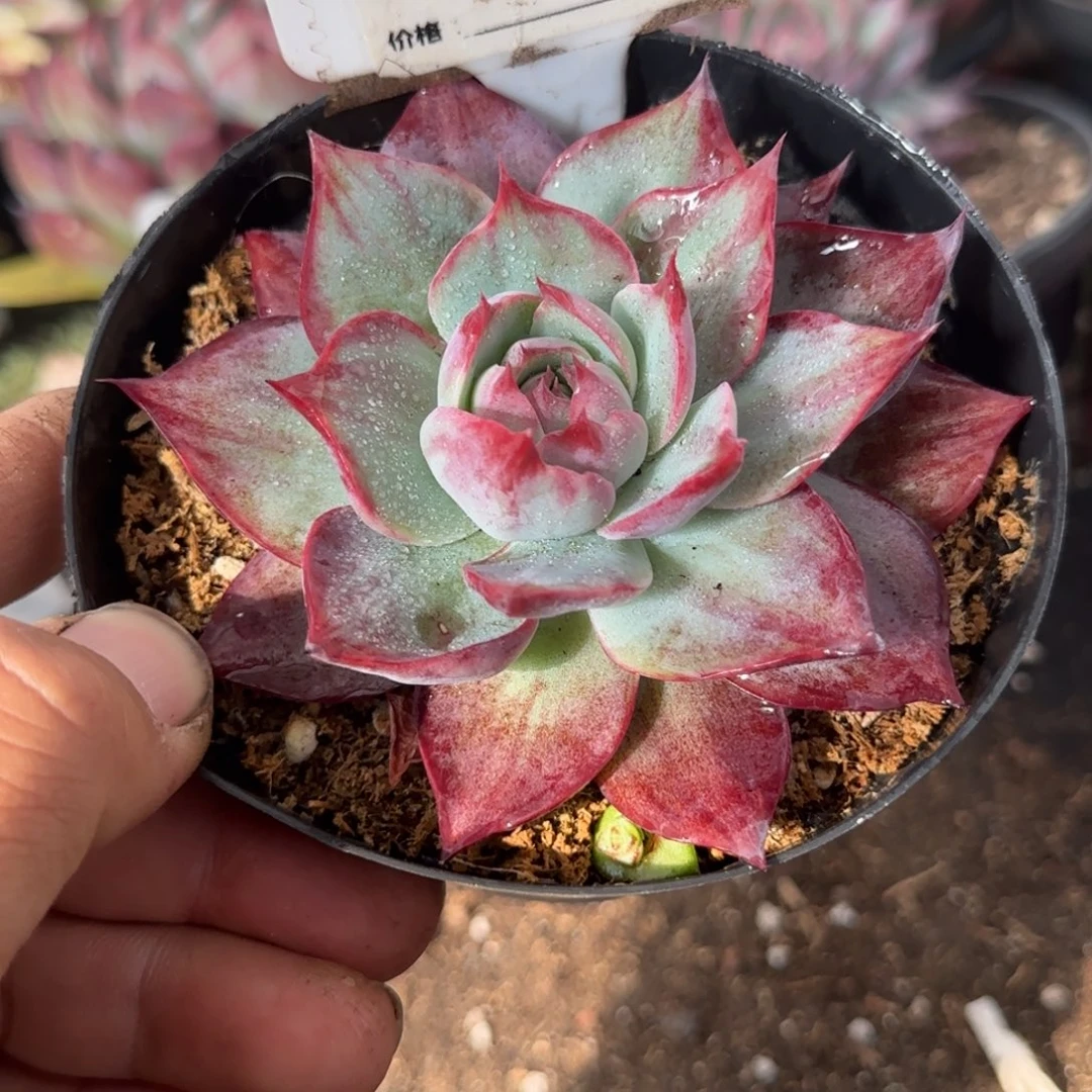 彤***硕惊鸿一物一拍包装收缩花旱917