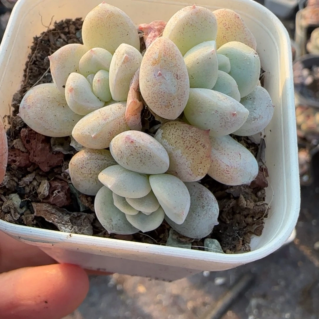 多肉小卡拉米糖心一物一拍