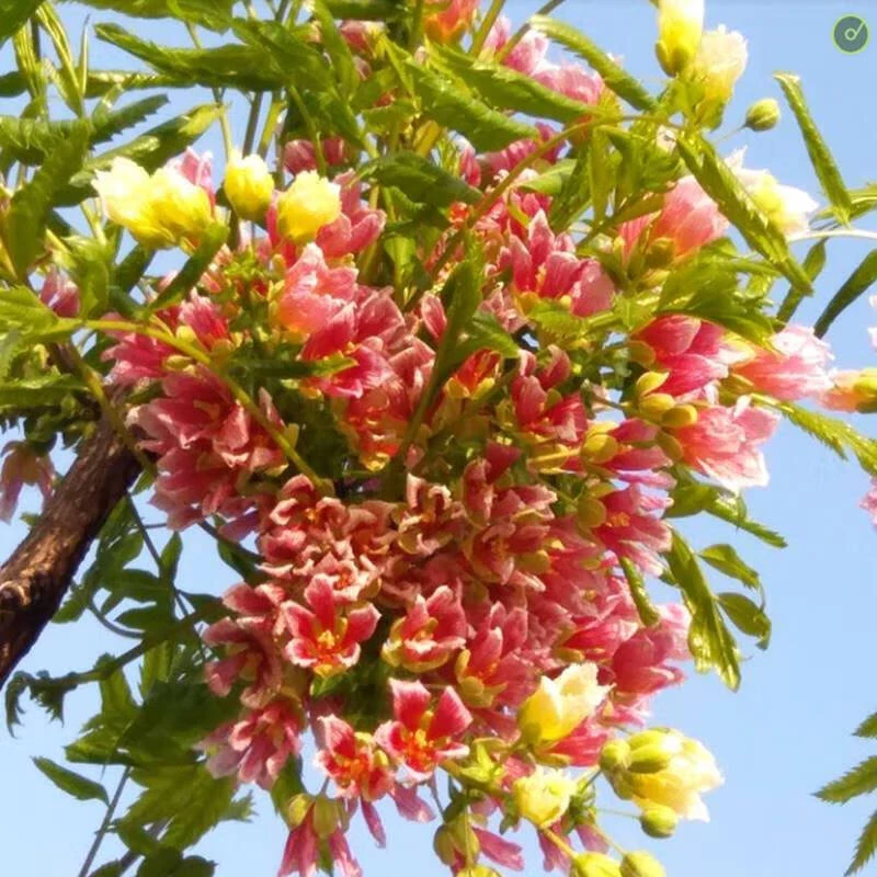 博之耀文冠花树苗盆栽地栽文冠果苗庭院别墅南北方种植文官树