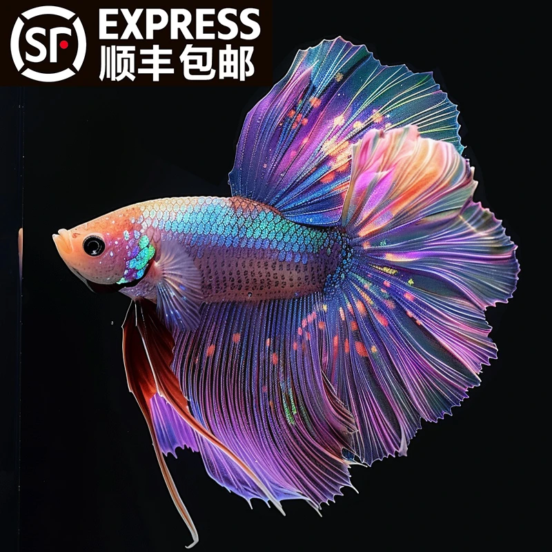 顺丰泰国斗鱼观赏鱼好养耐活一公一母小型淡水热带鱼练手婚纱鱼