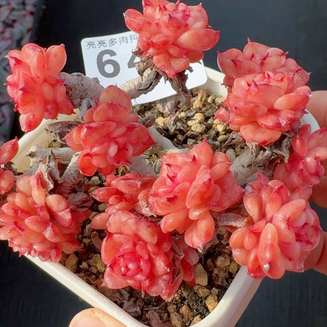 蜡牡丹         精品多肉