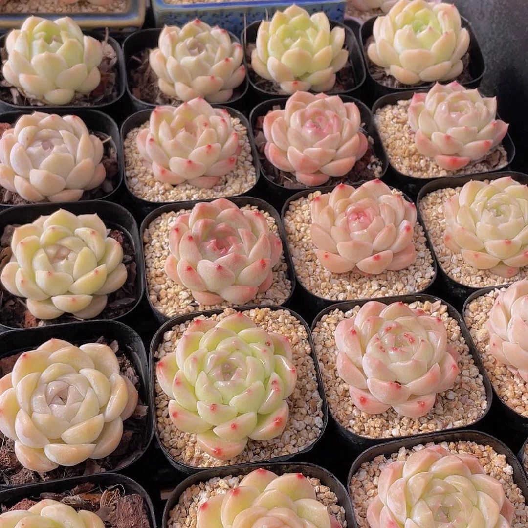 量拍104号 白桃汽水单头一个