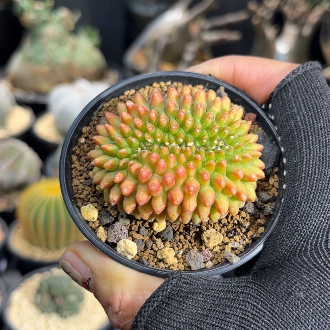 貘Zzzzzzzzzzzzzzzzzzz