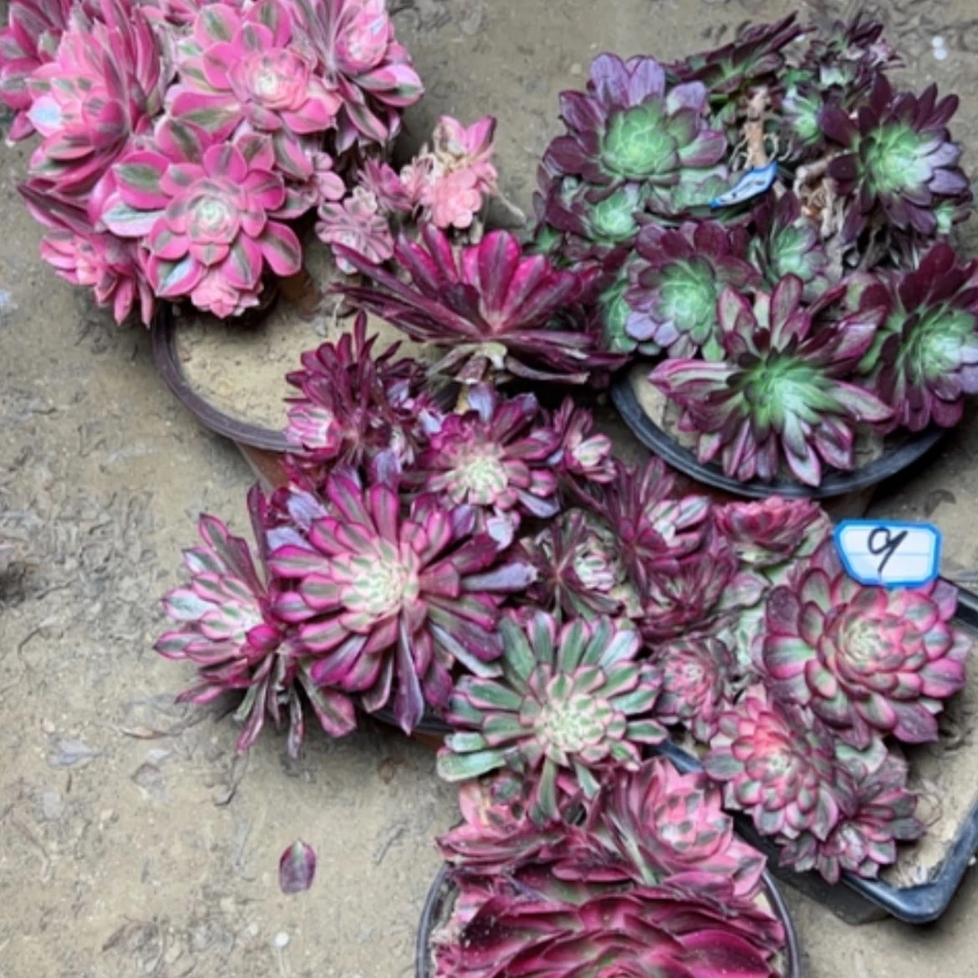 【闪购商品】多肉植物处理不售后9