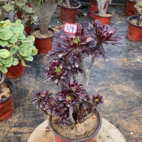 黑法师朵朵缀一物一拍