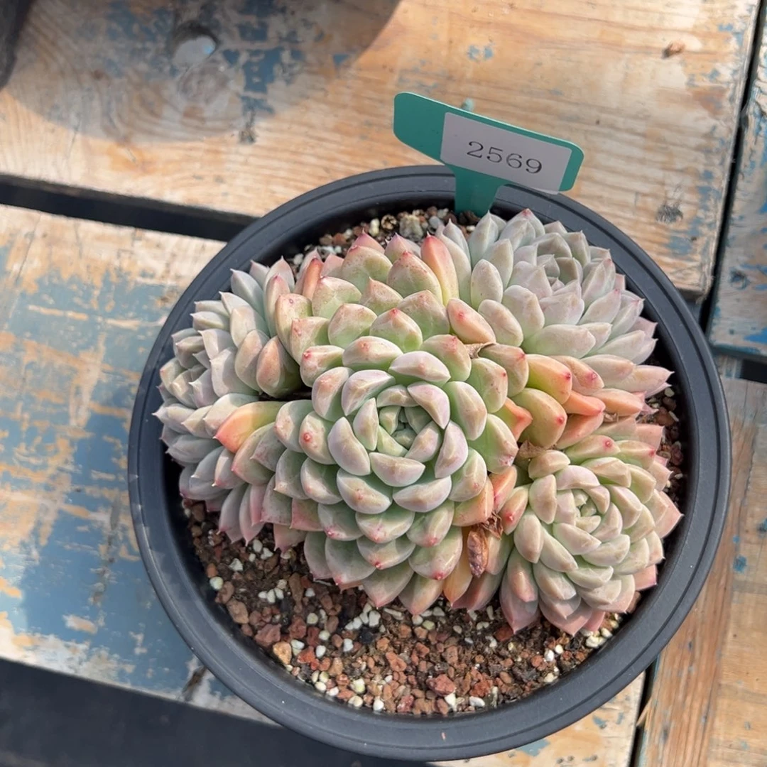 兜****?2569肉多哦多么肉多么