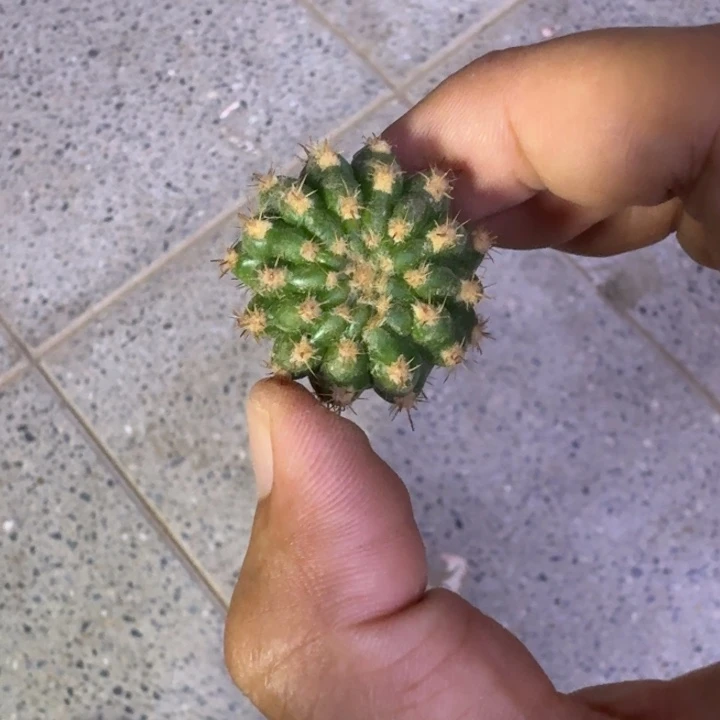 276丽花103歪2到3公分左右无根侧牙，20包邮
