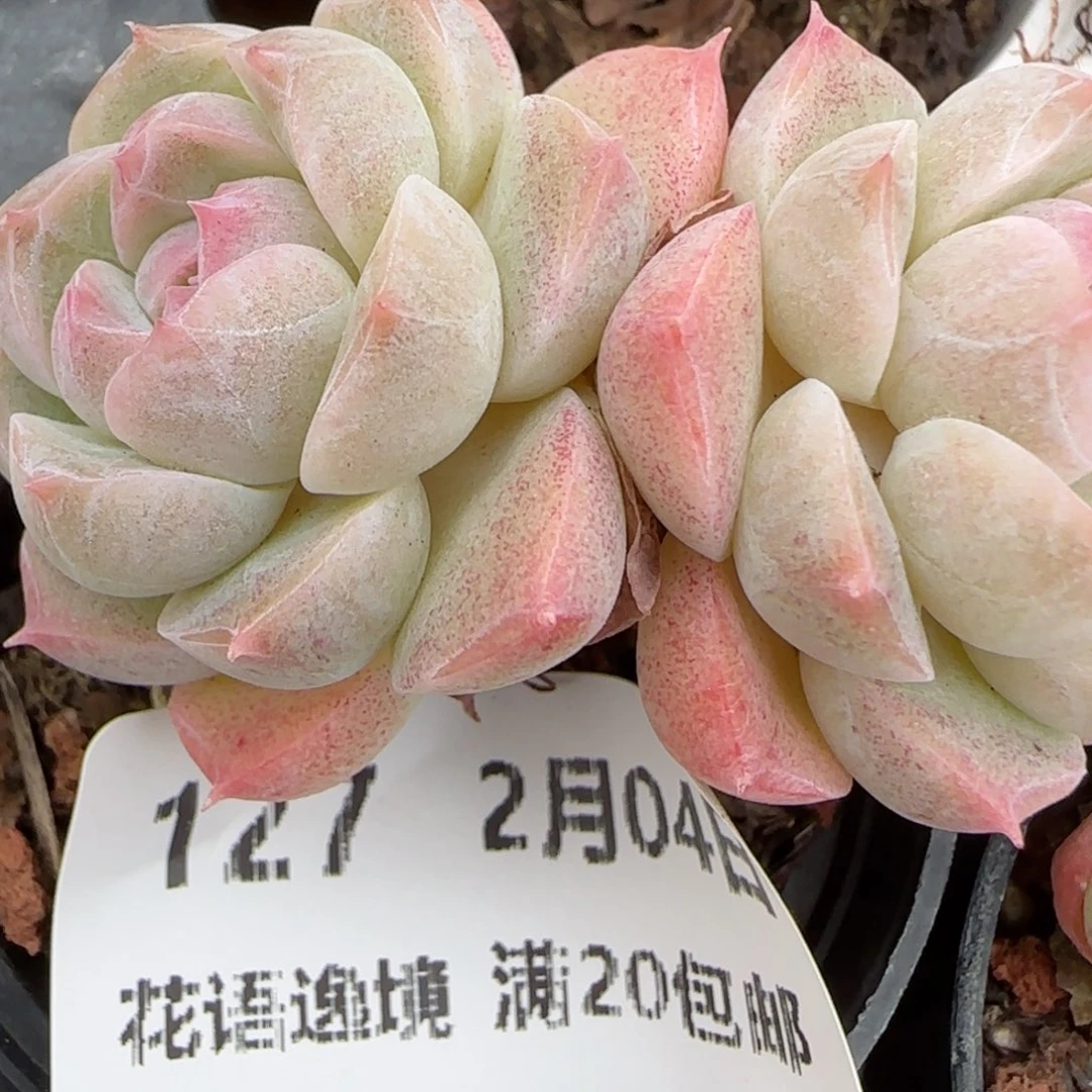 花语逸境0204-127