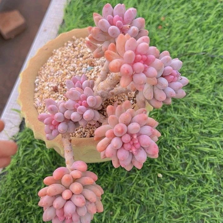 健健康康平平安安