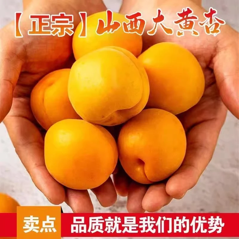 山西大黄杏新鲜水果现摘应季孕妇当季水果金太阳杏一整箱包邮