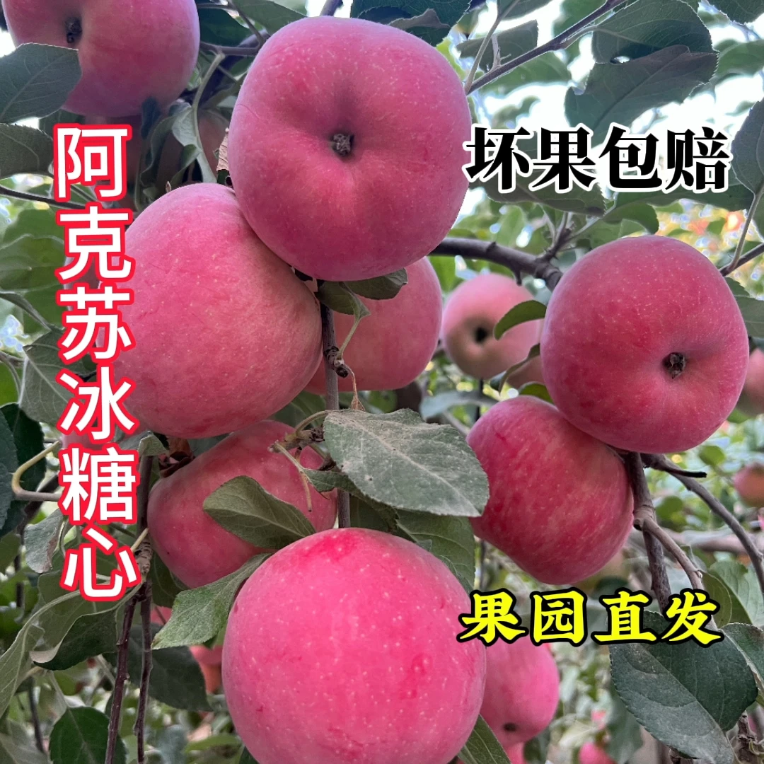 阿克苏冰糖心苹果2025原产地发货