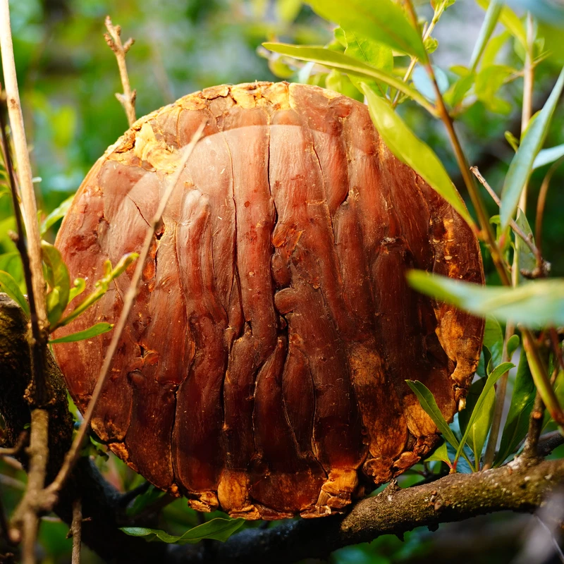 【陈博士高山现收】珍藏品 六十年陈藏 高级高丽参大饼