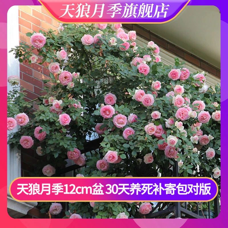 天狼月季 月季12cm盆0.8升盆新手易养护观赏性玫瑰盆栽