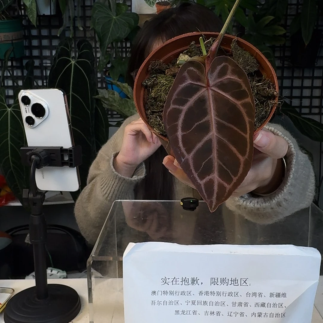完全开放G139红水晶杂极致撕裂纹