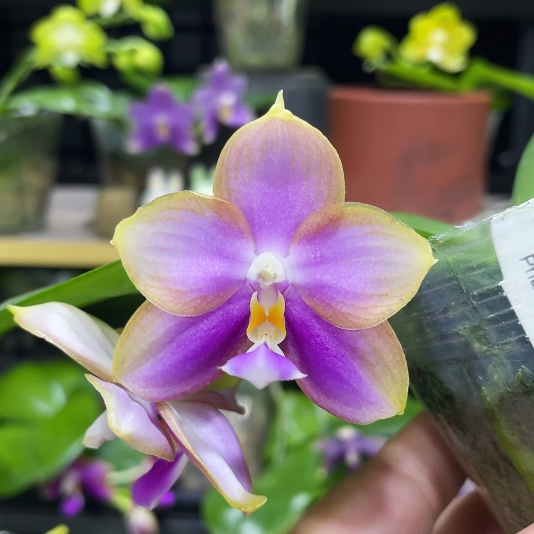 完全开放111111漏