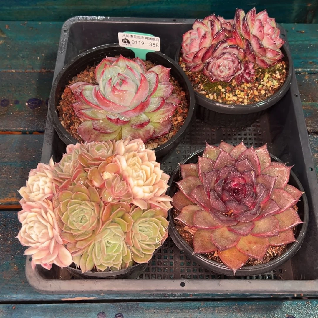 从前慢多肉精选编号0119.388