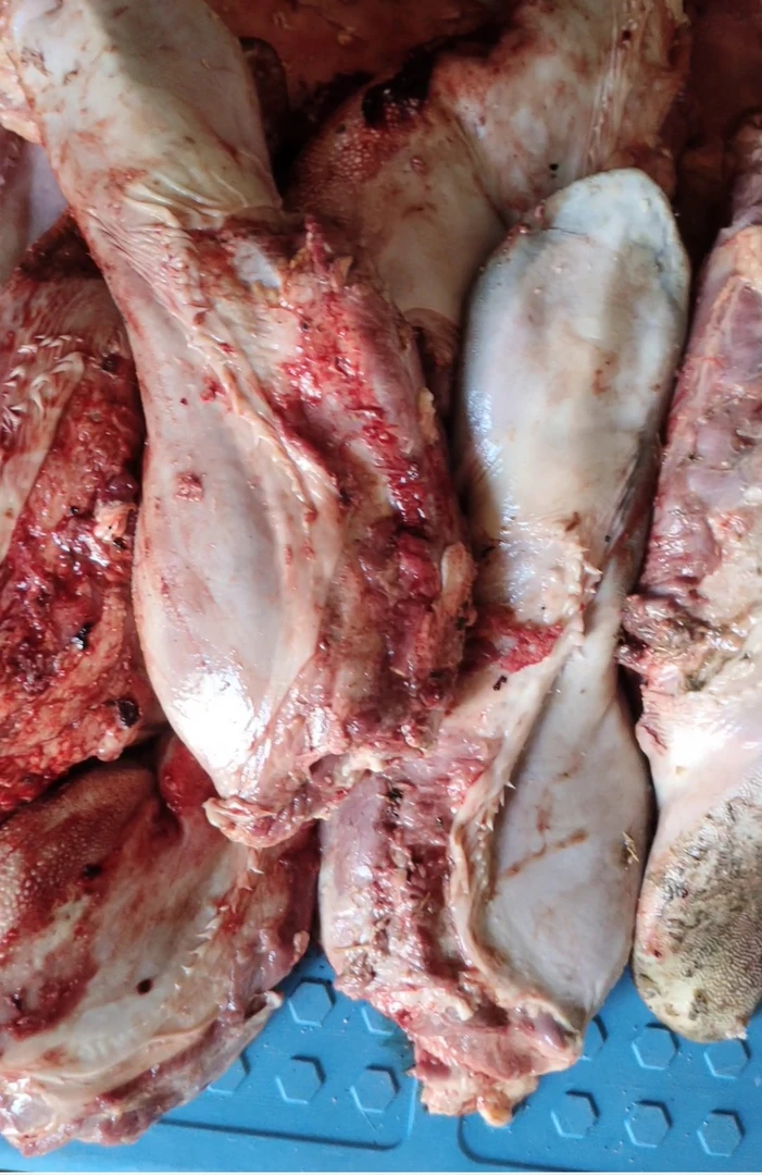 新鲜精品牛舌泥猛鱼真空包装处理生鲜海鲜整条肉质沙毛鱼龙头鱼