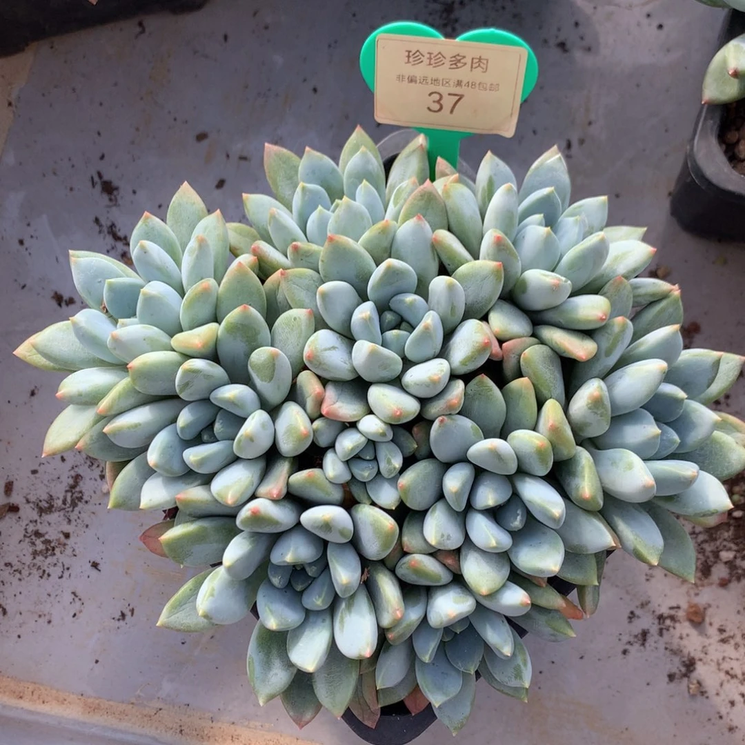 冬***雪宽叶奶糖无砍平头37