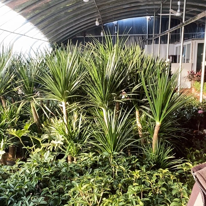 完全开放四季绿植冻坏不赔19的