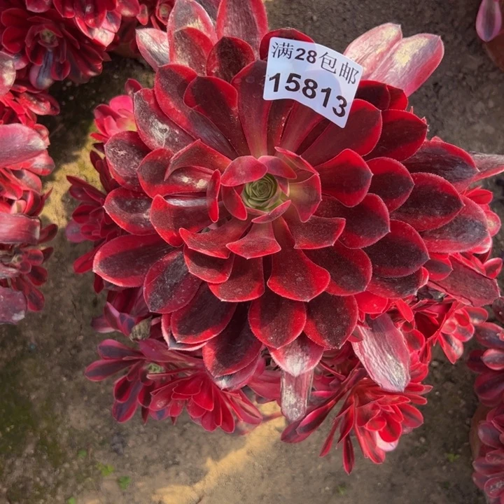 15813美杜莎多肉植物