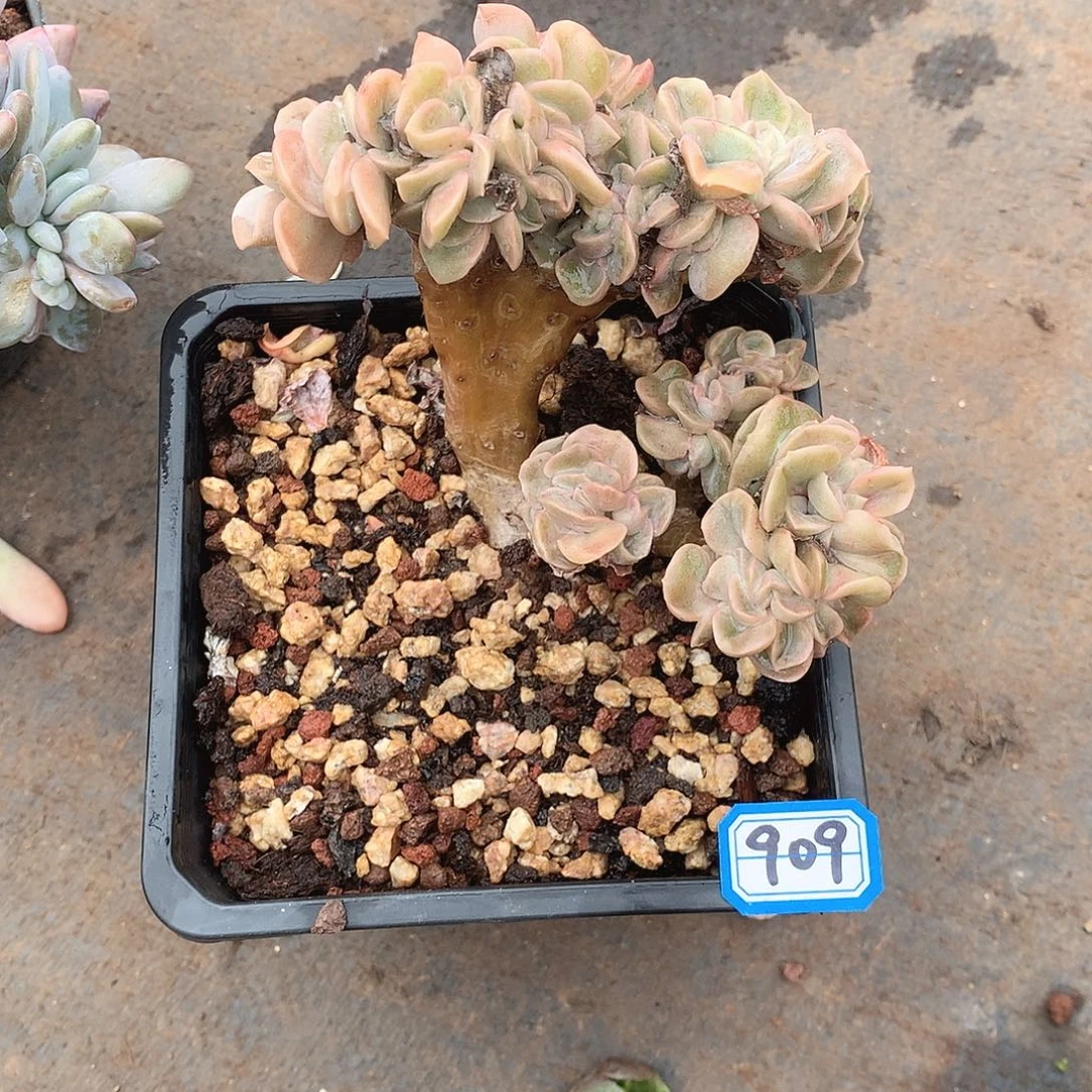 909缀化一物一拍多肉