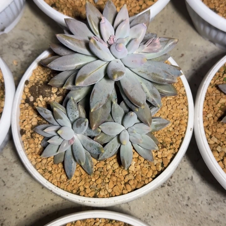 焦糖体 哥特 群生  一物一拍