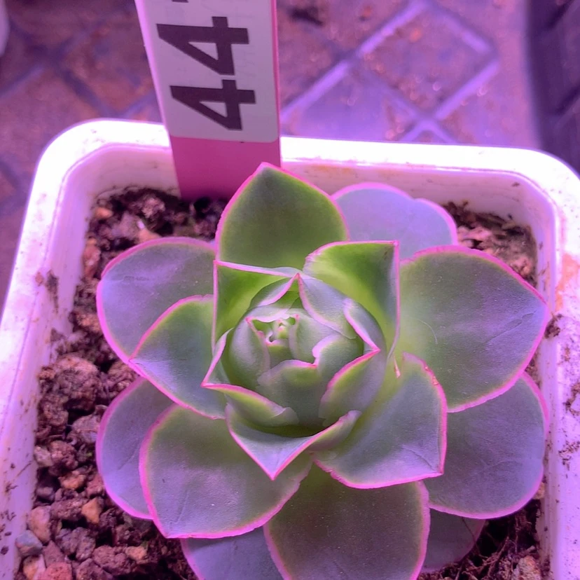 【闪购商品】yjj441不知名