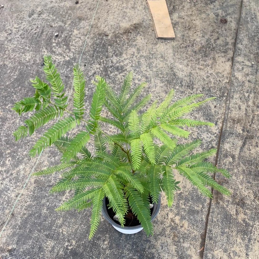 完全开放福利密叶猴