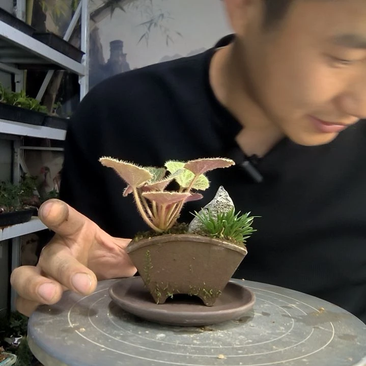 中青园艺一物一拍36