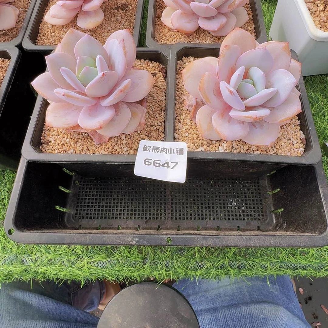 &***&多肉植物奶茶单头两颗6647