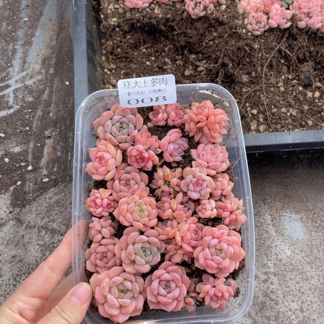 糕大上多肉植物008