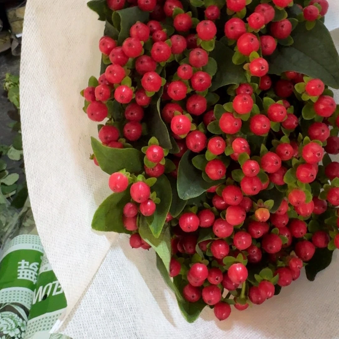 红豆1扎包邮秒杀价