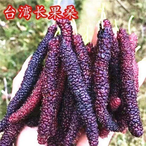 桑葚树苗当年结果食用 长果桑 无籽南方北方四季种植庭院盆栽地栽