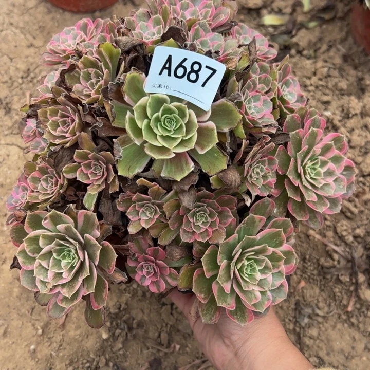 安娜多肉植物687.