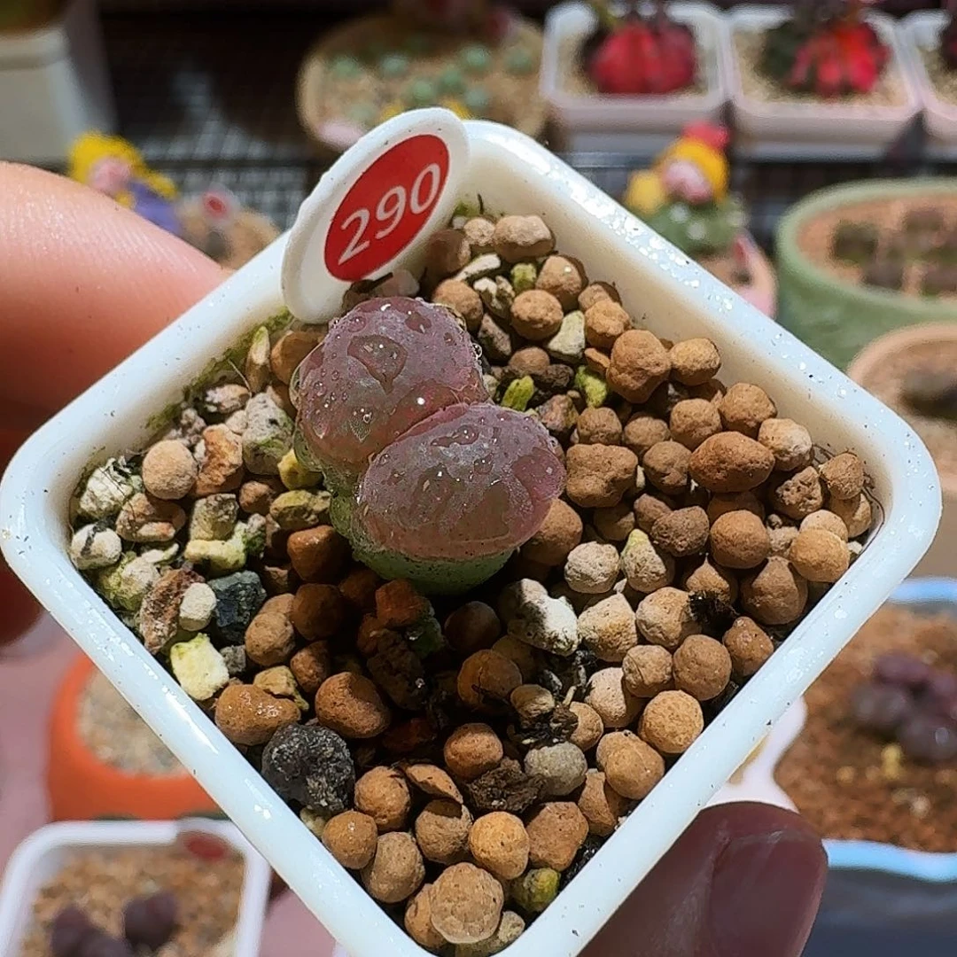 多肉植物福利风铃290