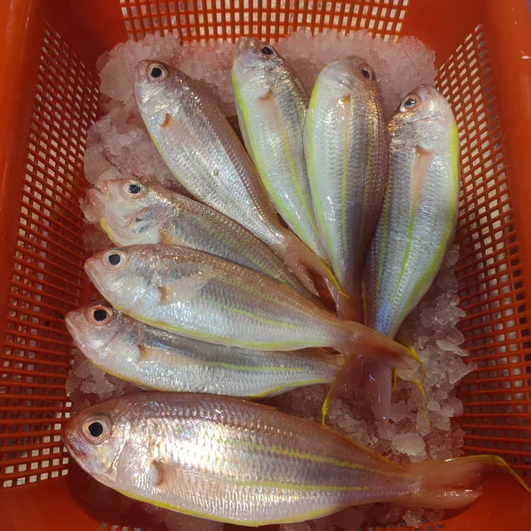 钓口黄肚鱼 5斤（1斤8条左右）原条发