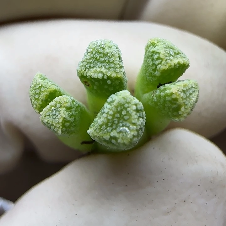 054绿火柴福利福利